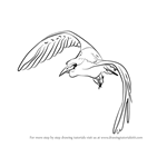 How to Draw a Bird In Flight
