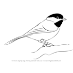 How to Draw a Black-Capped Chickadee