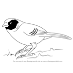 How to Draw a Black-Cheeked Waxbill