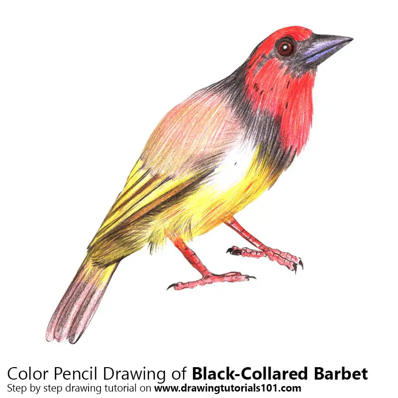 Black-Collared Barbet Color Pencil Drawing