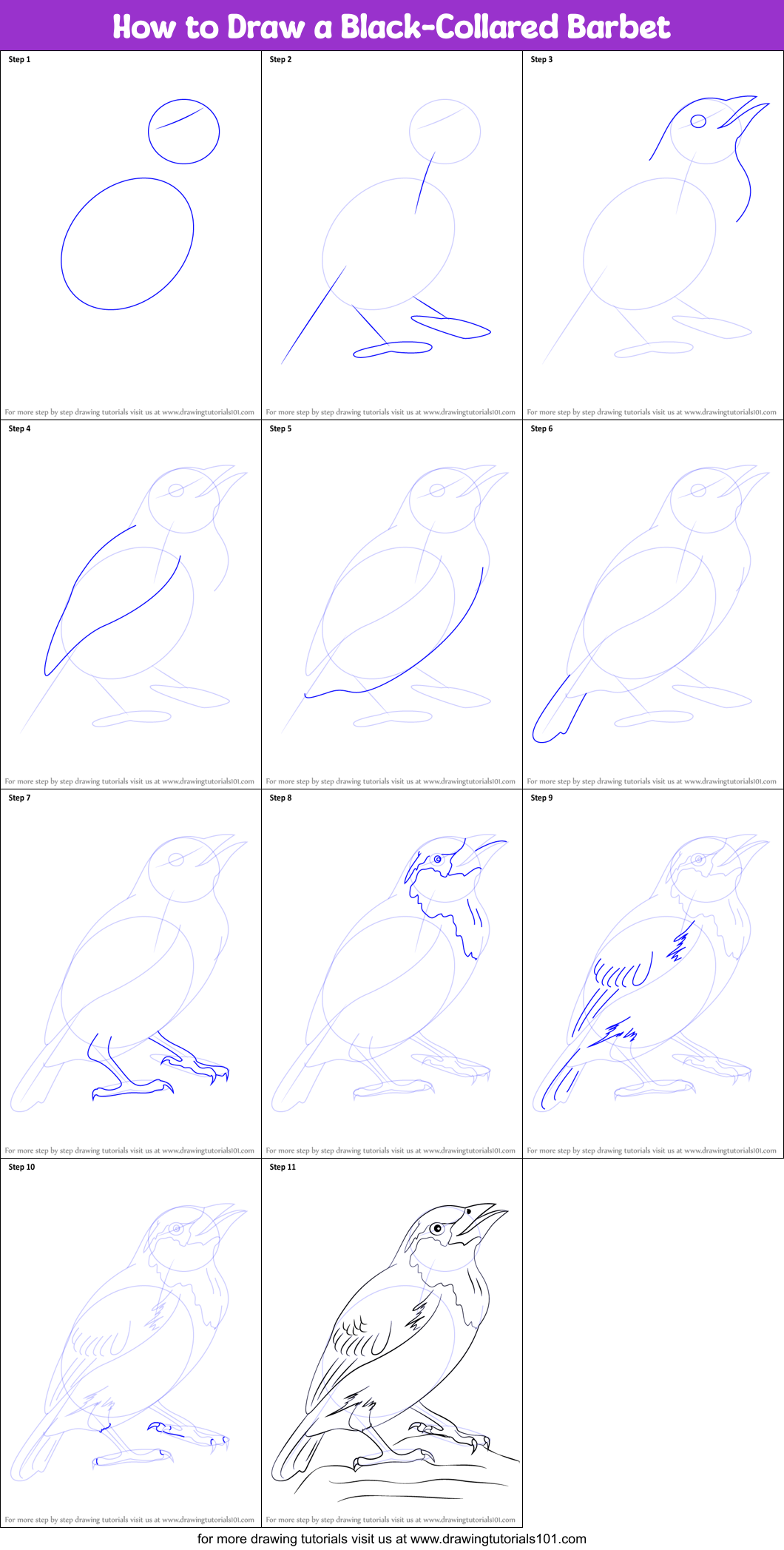 How to Draw a Black-Collared Barbet printable step by step drawing ...