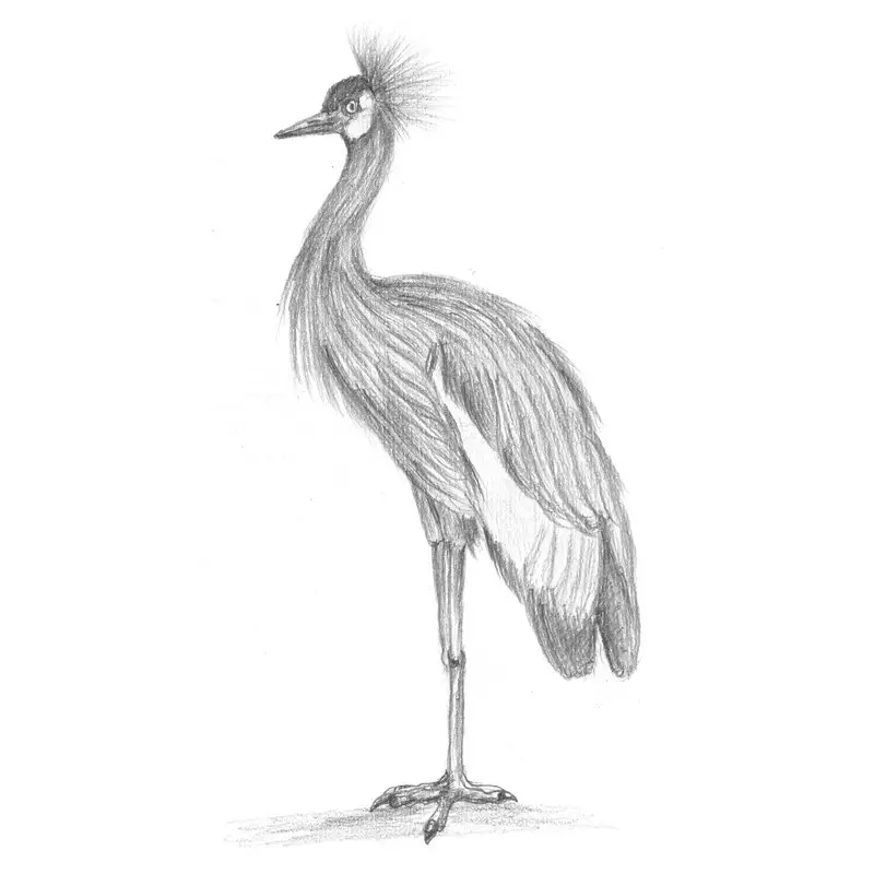 Pencil Sketch of Black Crowned Crane - Pencil Drawing