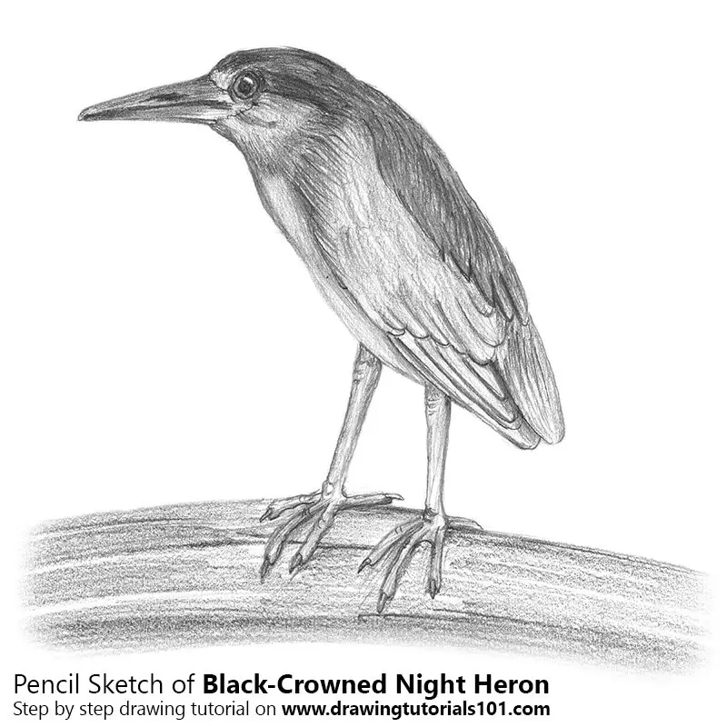 Pencil Sketch of Black-Crowned Night Heron - Pencil Drawing