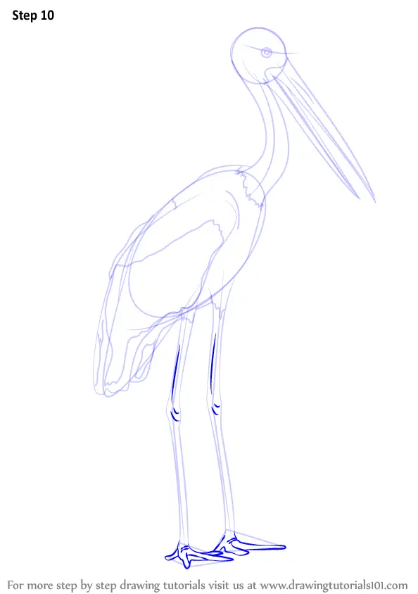 Step by Step How to Draw a BlackNecked Stork