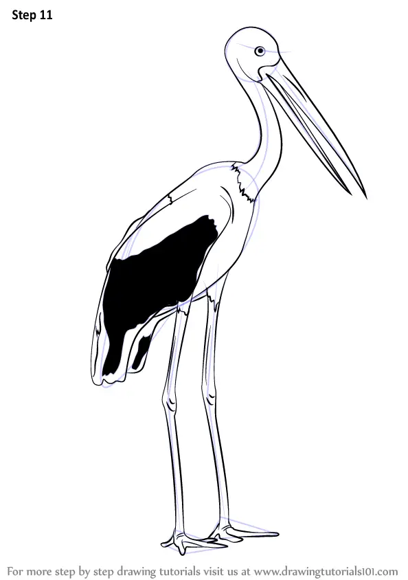 Step by Step How to Draw a BlackNecked Stork