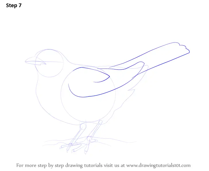 Learn How to Draw a Blackbird (Birds) Step by Step Drawing Tutorials