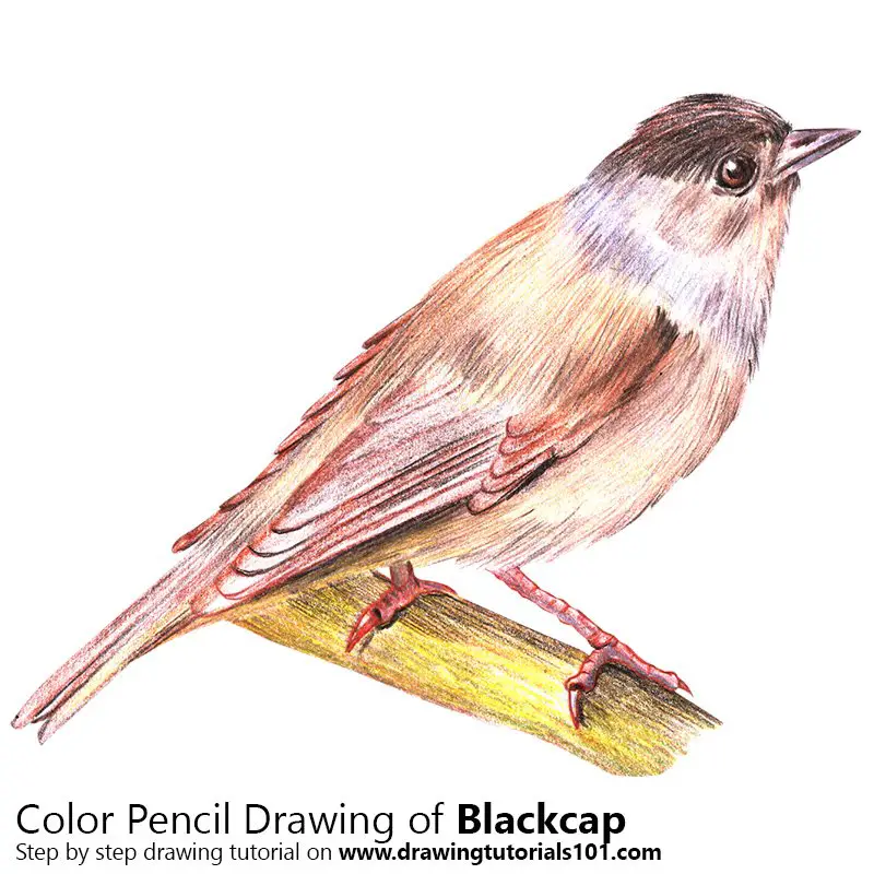 Blackcap Color Pencil Drawing