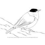 How to Draw a Blackcap