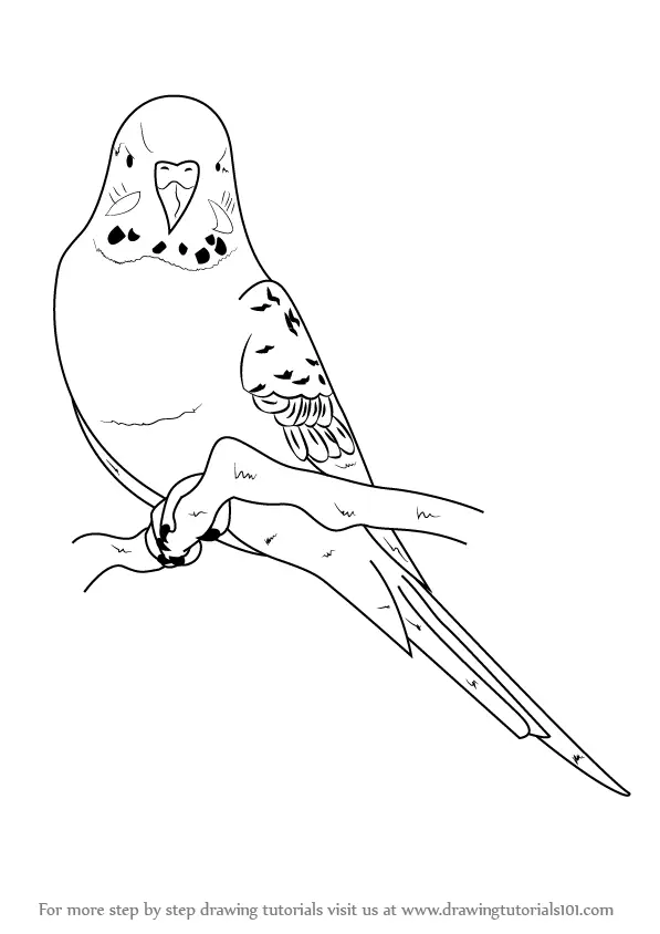 budgie ausmalbilder drawingtutorials101 birds wellensittiche parakeet budgies periquitos budgerigar tiere bleistiftzeichnungen papagei laubsäge kohlmeise canberra colouring