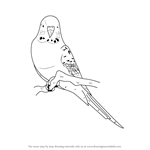 How to Draw a Blue Budgie