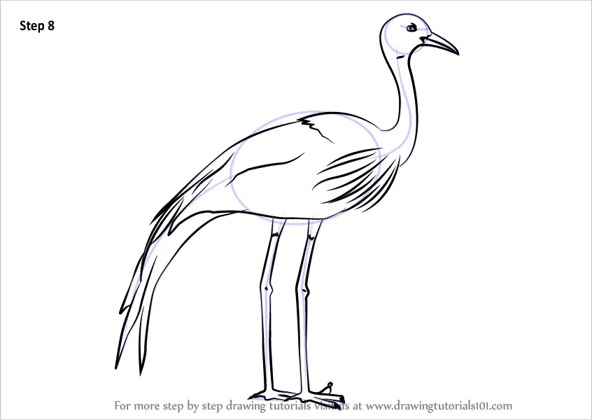 Learn How to Draw a Blue Crane (Birds) Step by Step Drawing Tutorials