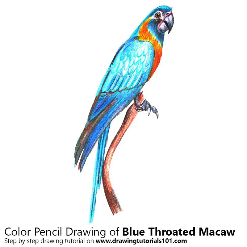 Blue Throated Macaw Color Pencil Drawing