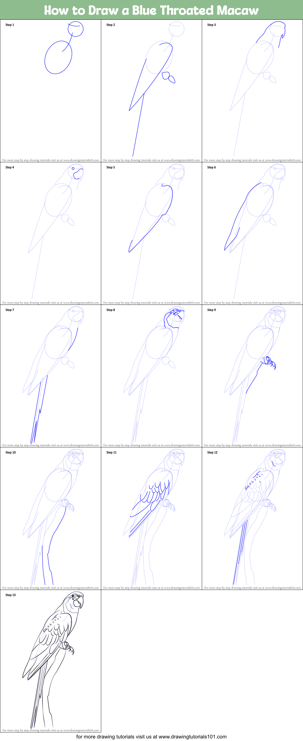 How to Draw a Blue Throated Macaw printable step by step drawing sheet