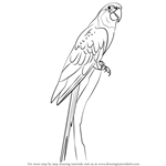 How to Draw a Blue Throated Macaw