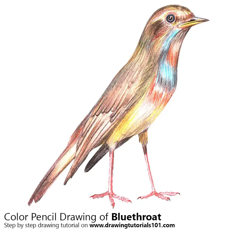 Bluethroat Color Pencil Drawing