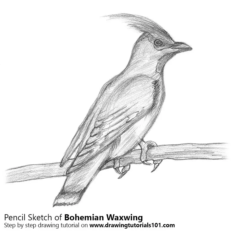 Pencil Sketch of Bohemian Waxwing - Pencil Drawing