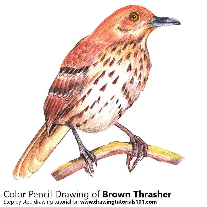 Brown Thrasher Color Pencil Drawing