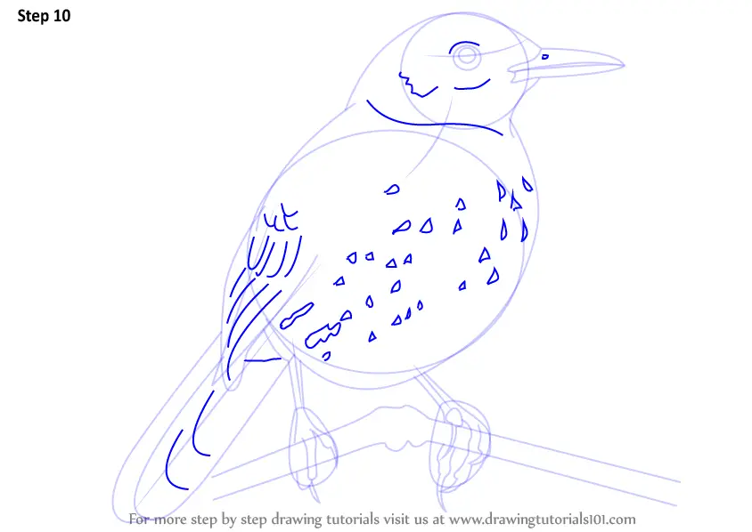 Step by Step How to Draw a Brown Thrasher