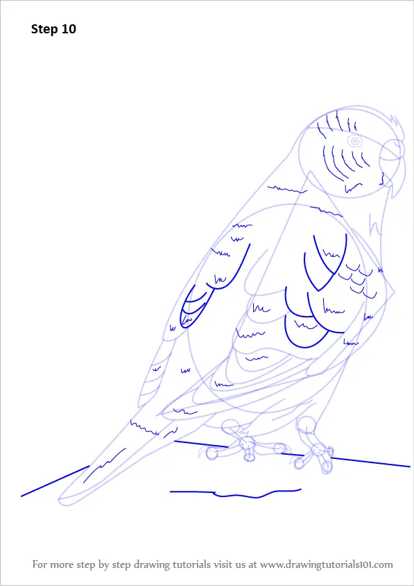 Learn How to Draw a Budgie aka Budgerigar (Birds) Step by Step