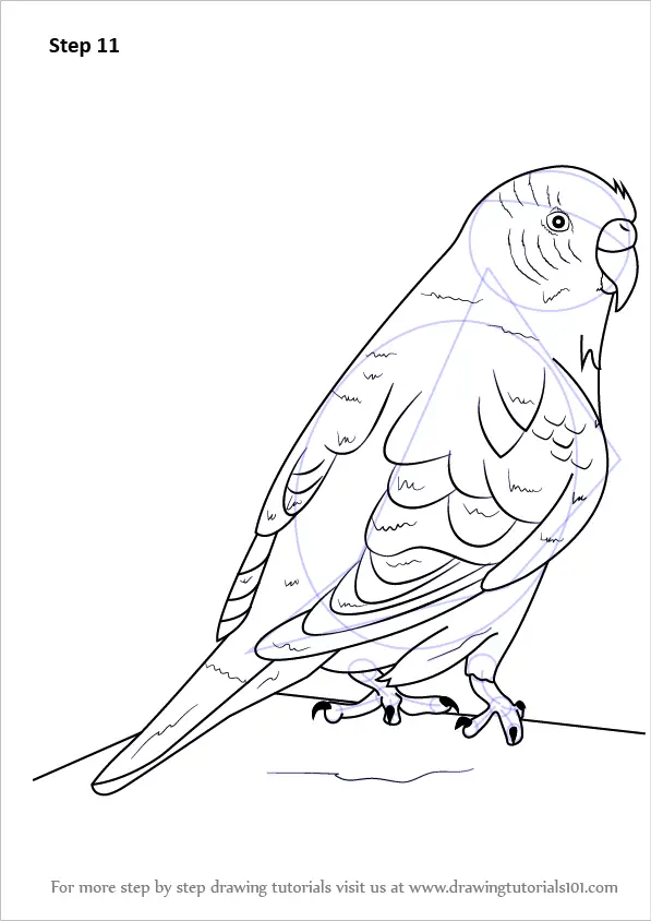 Learn How to Draw a Budgie aka Budgerigar (Birds) Step by Step