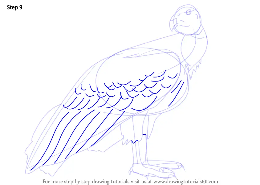 Learn How To Draw A California Condor Birds Step By Step Drawing