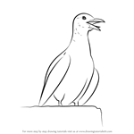 How to Draw a Calling Seagull