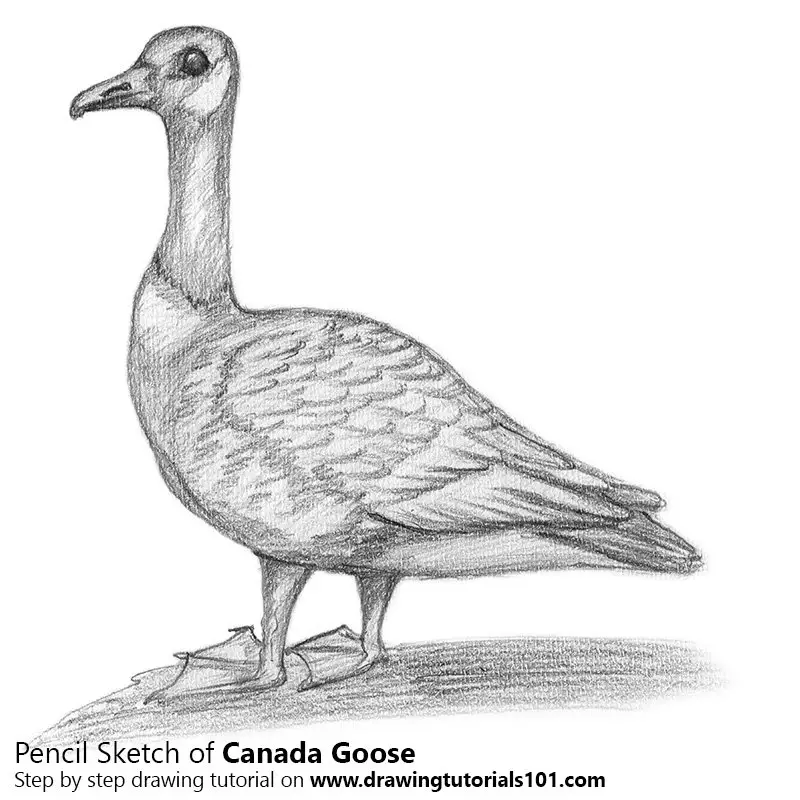 Pencil Sketch of Canada Goose - Pencil Drawing