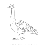 How to Draw a Canada Goose