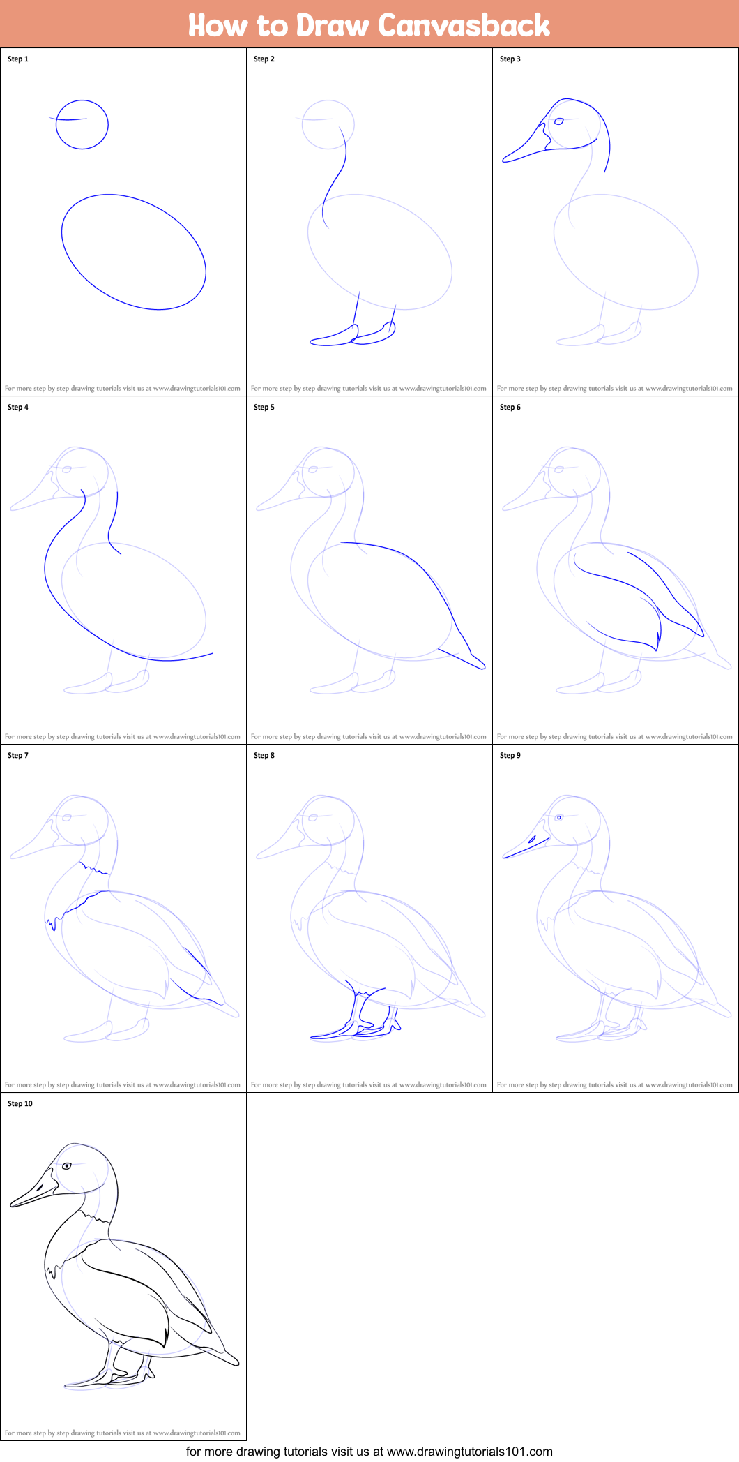 How to Draw Canvasback printable step by step drawing sheet ...