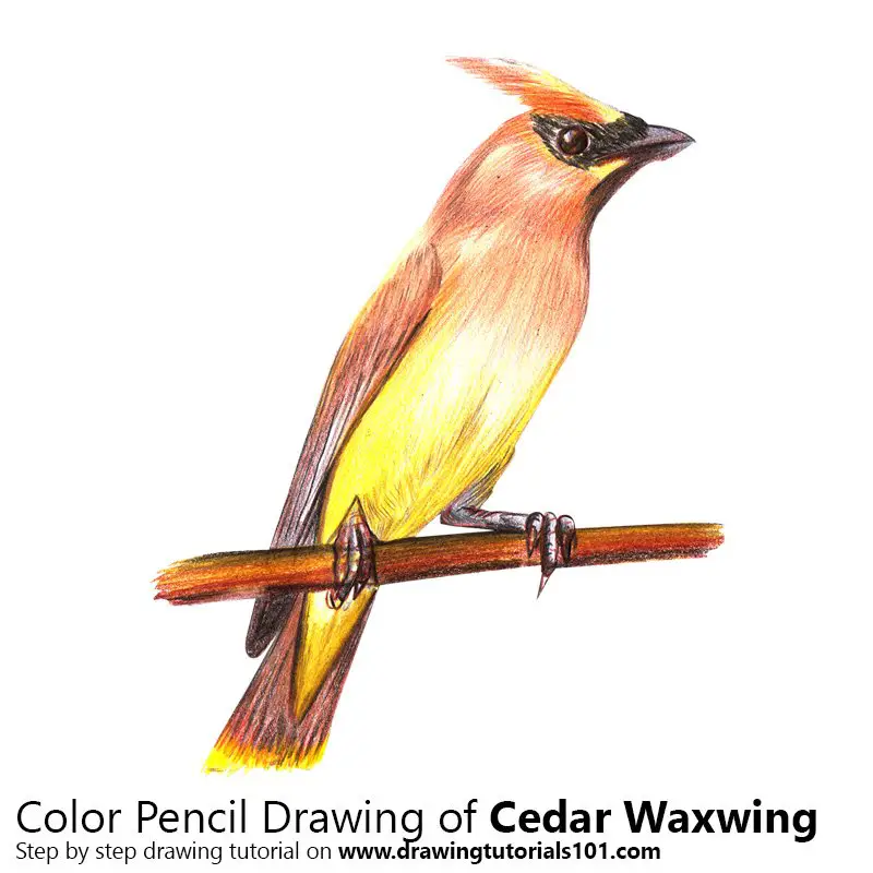 Cedar Waxwing Color Pencil Drawing