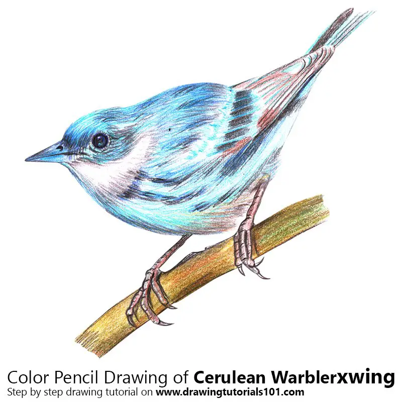 Cerulean Warbler Color Pencil Drawing