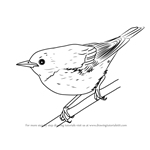 Learn How to Draw a Cerulean Warbler (Birds) Step by Step : Drawing ...