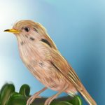How to Draw a Cetti's warbler
