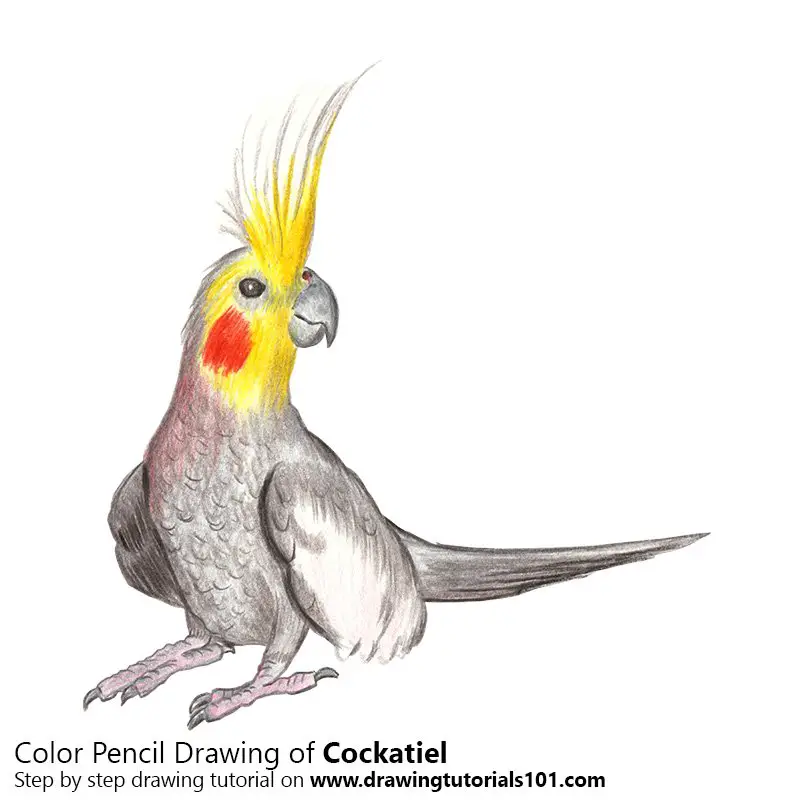 Cockatiel Color Pencil Drawing