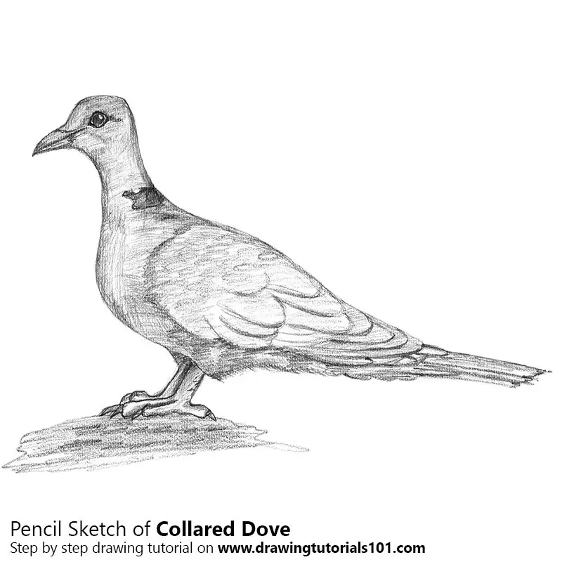 Pencil Sketch of Collared Dove - Pencil Drawing