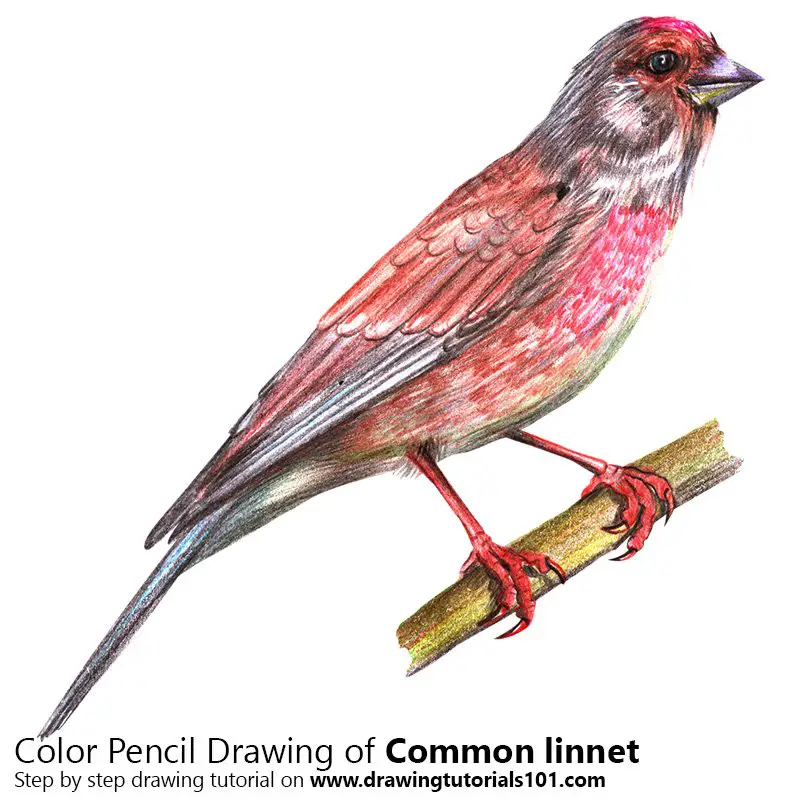 Common Linnet Color Pencil Drawing