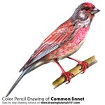 How to Draw a Common Linnet