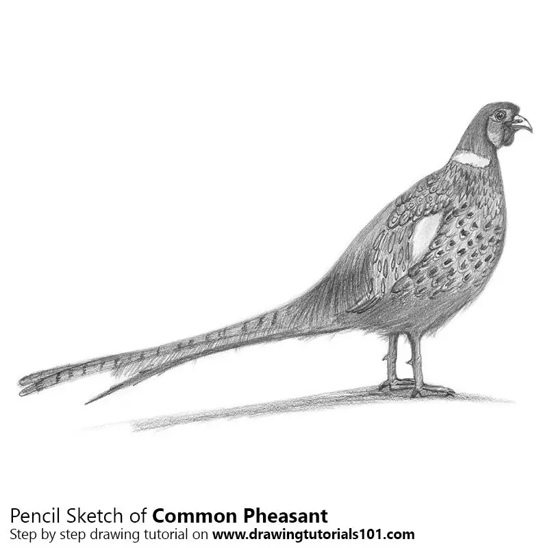 Pencil Sketch of Common pheasant - Pencil Drawing