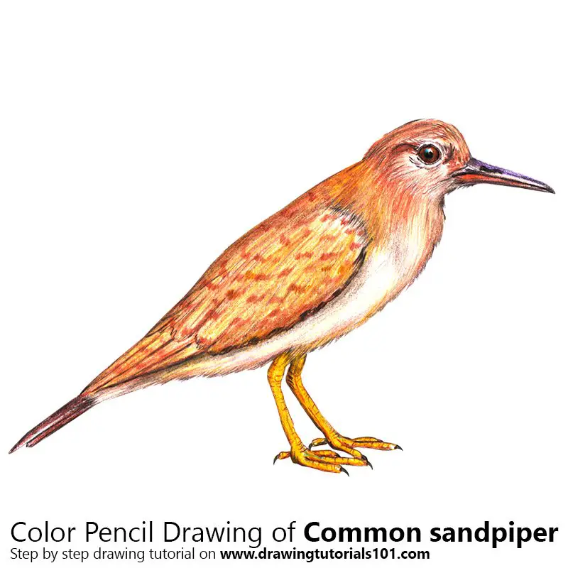 Common Sandpiper Color Pencil Drawing