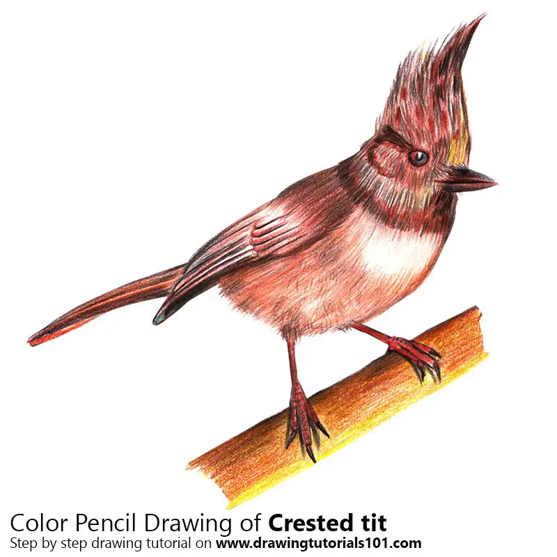 Crested tit Color Pencil Drawing