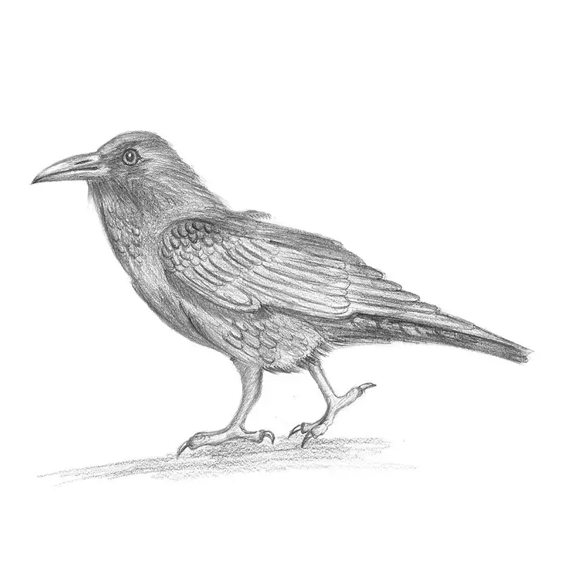 Pencil Sketch of Crow - Pencil Drawing