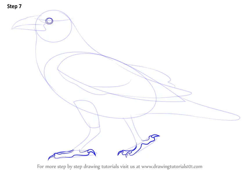 Learn How to Draw a Crow (Birds) Step by Step Drawing Tutorials