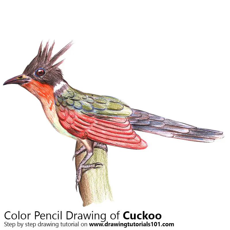 Cuckoo Color Pencil Drawing