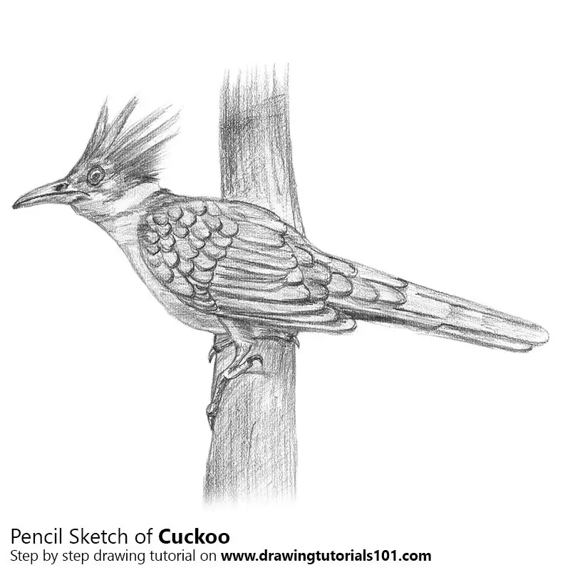 Pencil Sketch of Cuckoo - Pencil Drawing