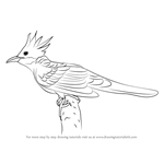 How to Draw a Cuckoo
