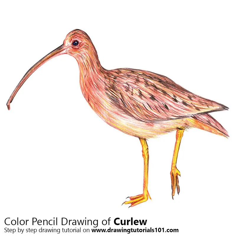 Curlew Color Pencil Drawing