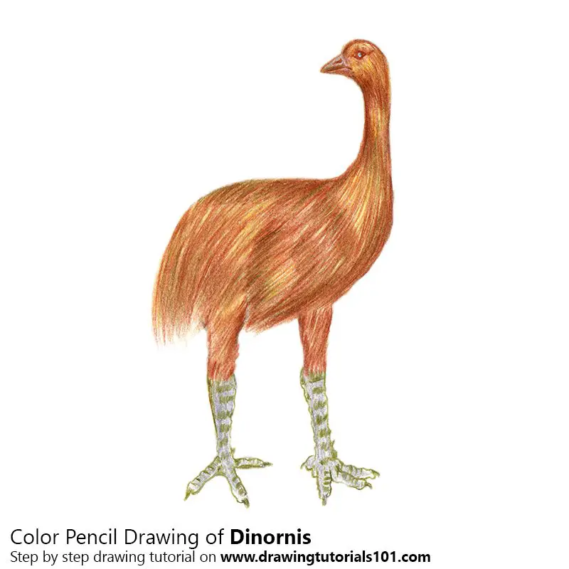 Dinornis Color Pencil Drawing