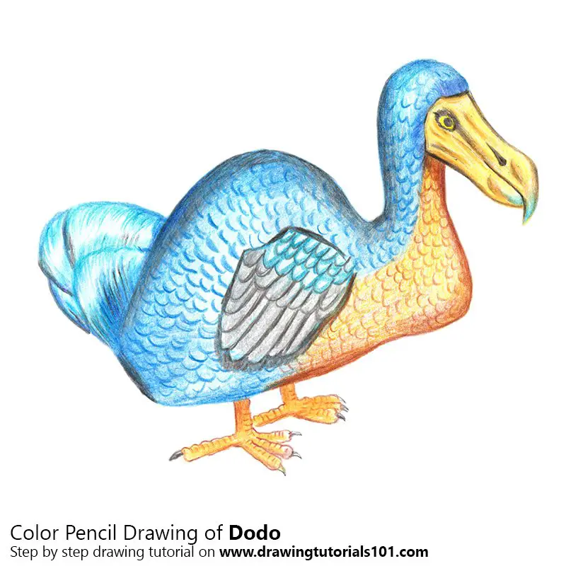 Dodo Color Pencil Drawing
