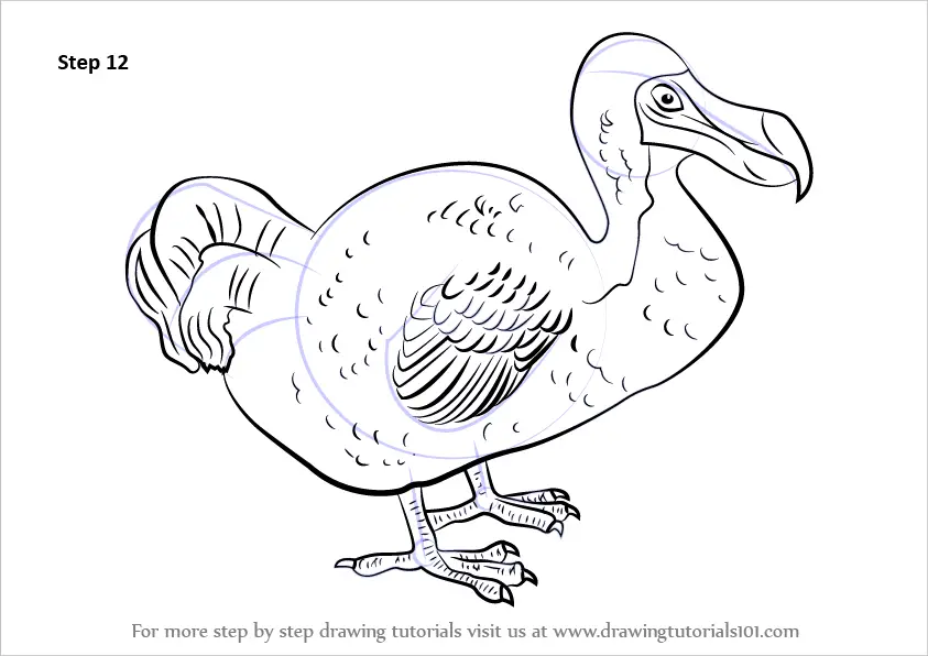 Learn How to Draw a Dodo (Birds) Step by Step Drawing Tutorials