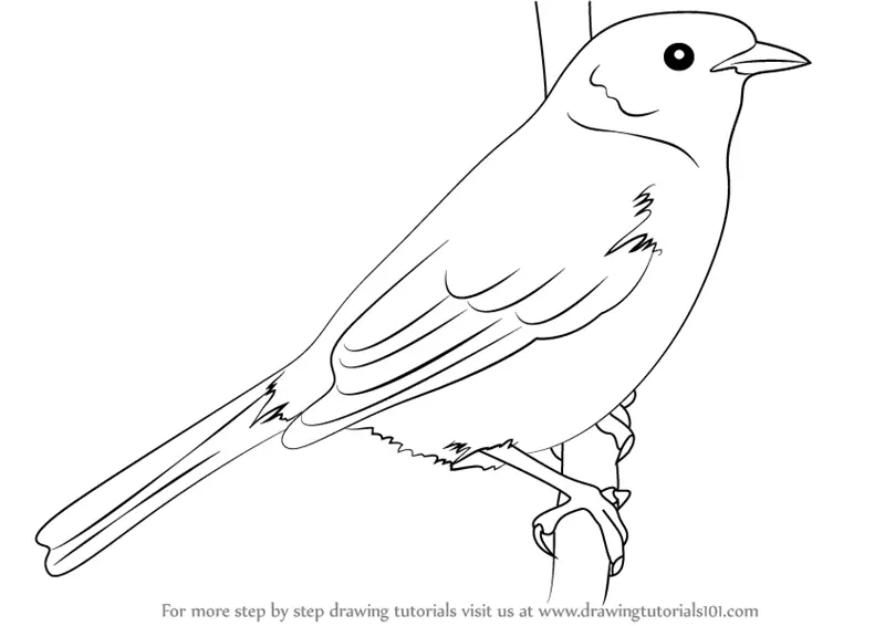 Learn How to Draw a Dunnock (Birds) Step by Step : Drawing Tutorials